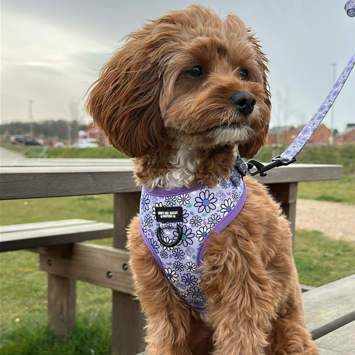 Pups A Daisy Lilac Range