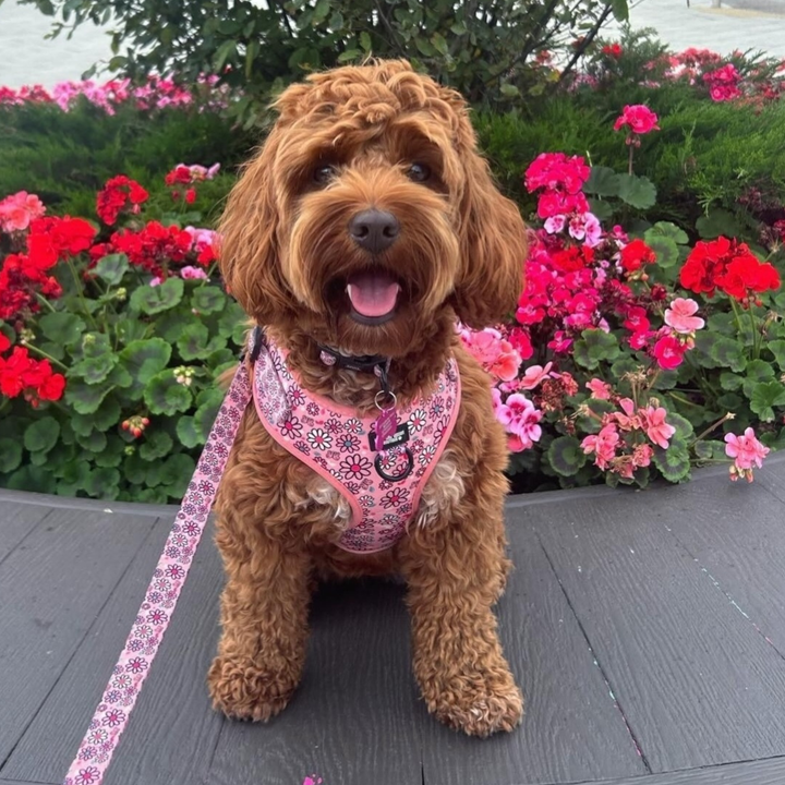 Pups A Daisy Pink Range