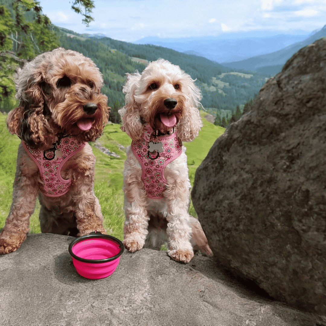 Pros & Cons Of Owning A Cockapoo