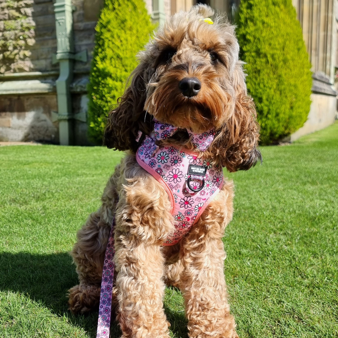 Adjustable Dog Harness Pup's A Daisy Pink