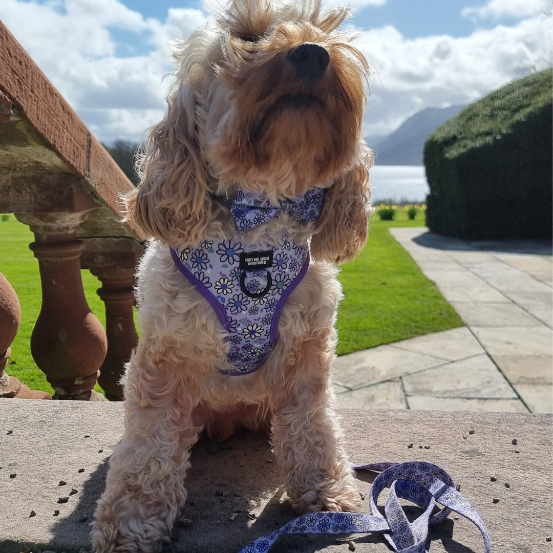 Dog Walkies Bundle - Pups A Daisy Lilac