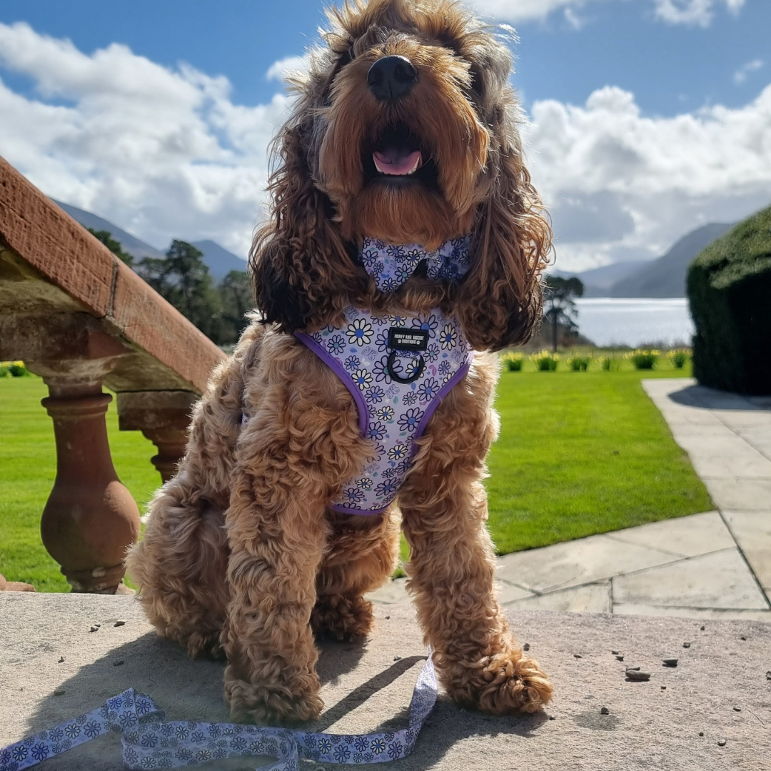 Dog Walkies Bundle - Pups A Daisy Lilac