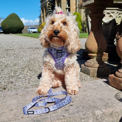 Pups A Daisy Lilac – Harness, Lead & Collar Bundle (3 Piece Set)