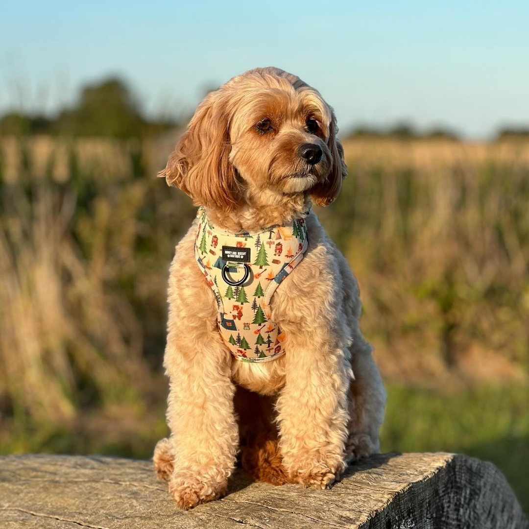 Dog Harness, Collar & Lead/Leash Bundle - Pups In The Woods