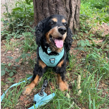 Free & Wild – Harness, Lead & Collar Bundle (3 Piece Set)