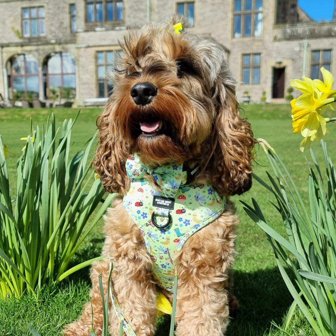 Dog Harness, Collar & Lead Bundle - Bugalicious Garden