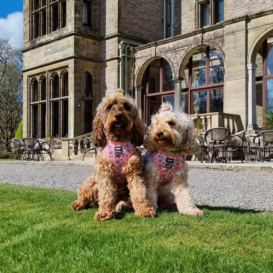 Dog Harness, Collar & Lead Bundle - Pups A Daisy Pink