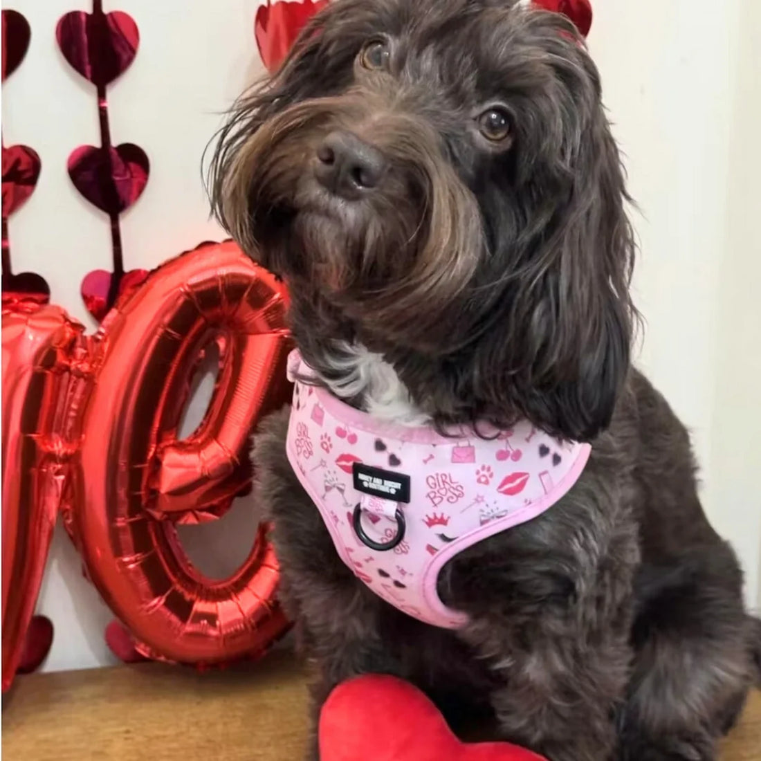 Girl Boss, No Pull Dog Harness