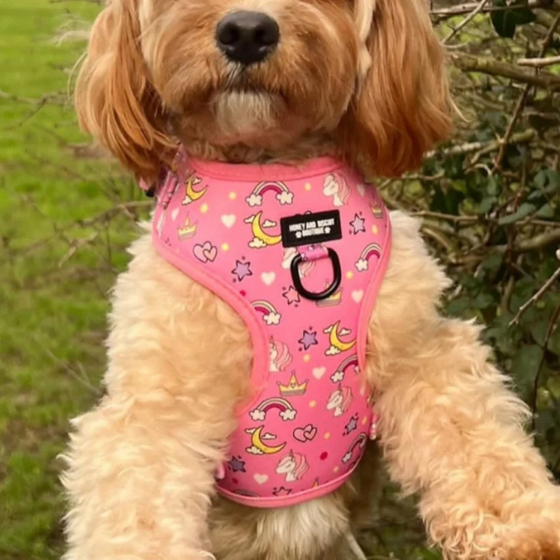 Rainbow Dreams, No Pull Dog Harness