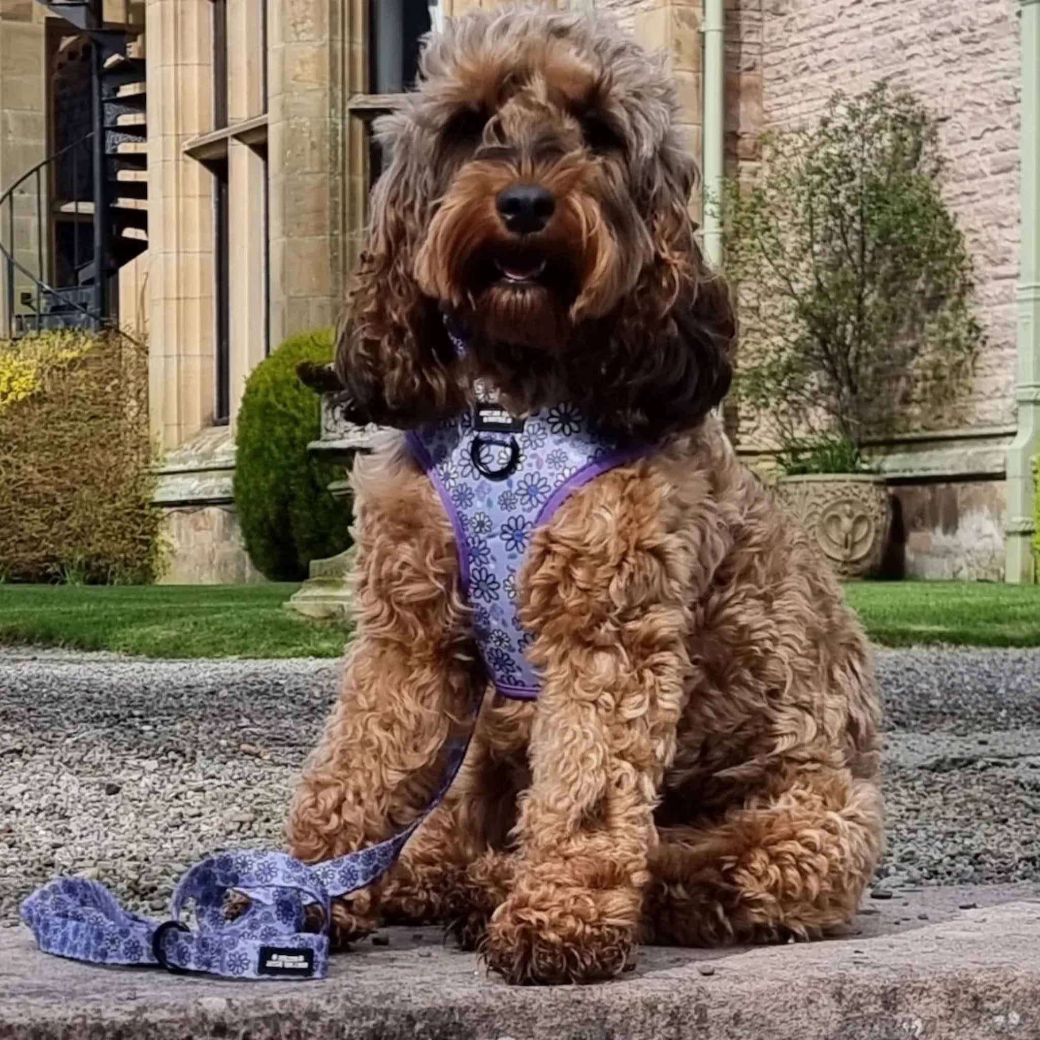 Pups A Daisy Lilac, No Pull Dog Harness