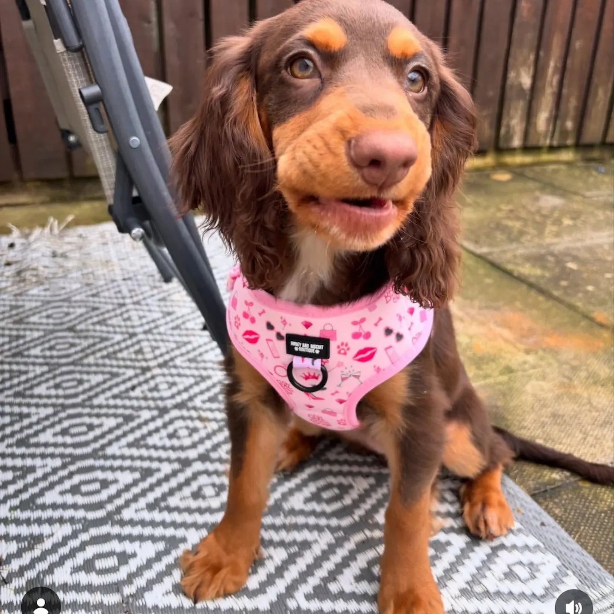 Girl Boss, No Pull Dog Harness