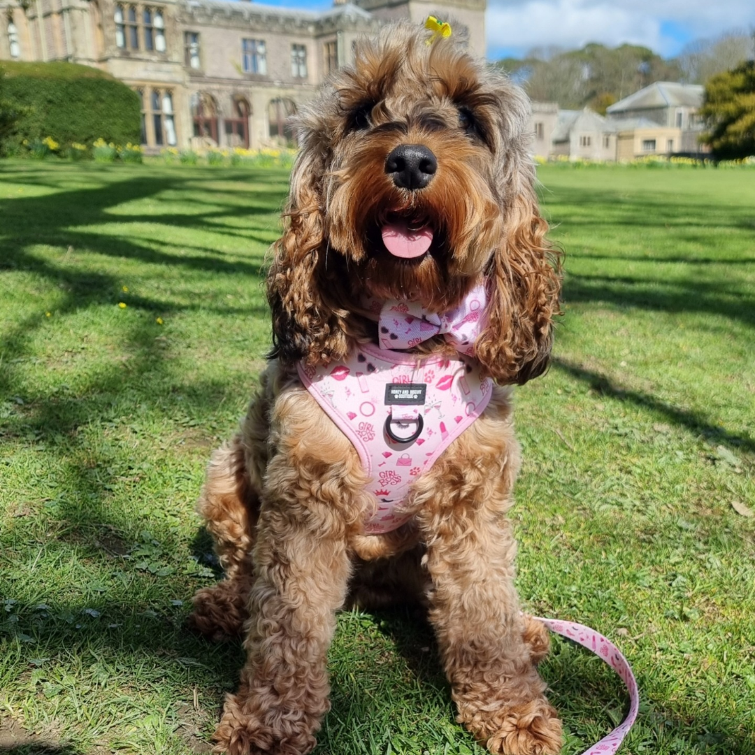 Biscuit wearing Girl boss adjustable dog harness 