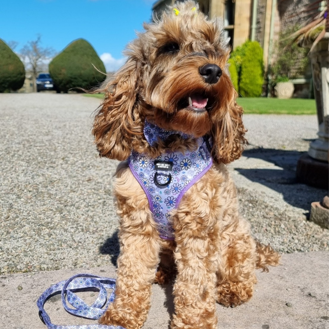 Biscuit wearing pups a daisy lilac adjustable dog harness
