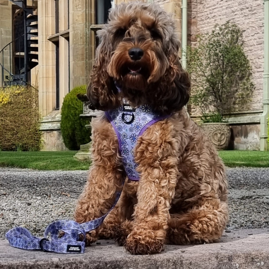 Biscuit , wearing pups a daisy lilac adjustable dog harness