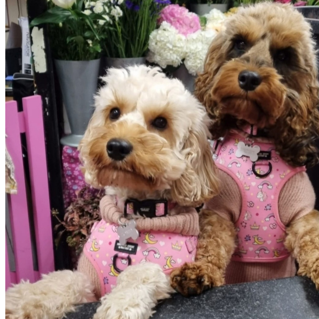 Adjustable Dog Harness Rainbow Dreams