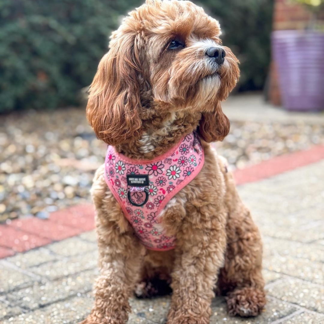 Customise dog wearing pupsa Daisy pink adjustable dog harness