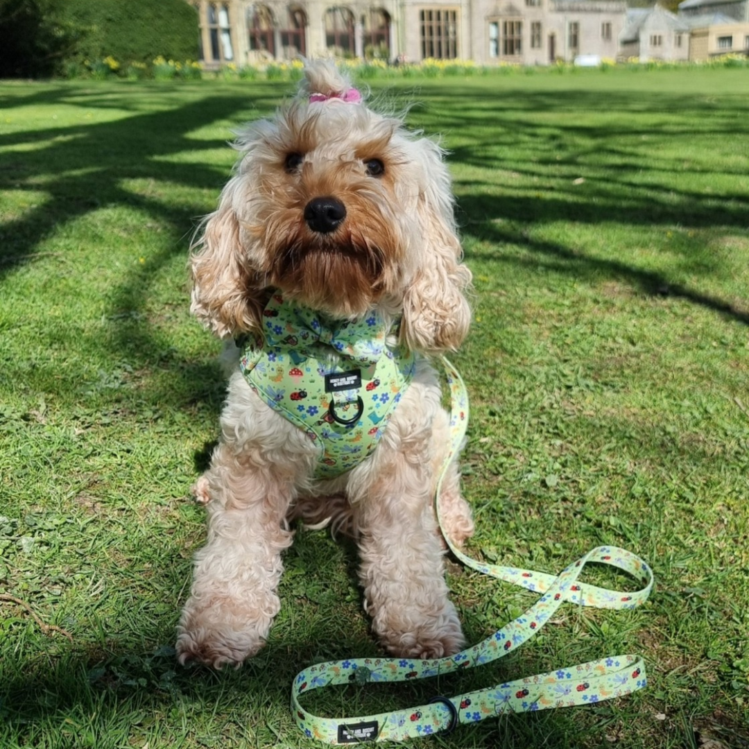 Dog Walkies Bundle - Bugalicious Garden