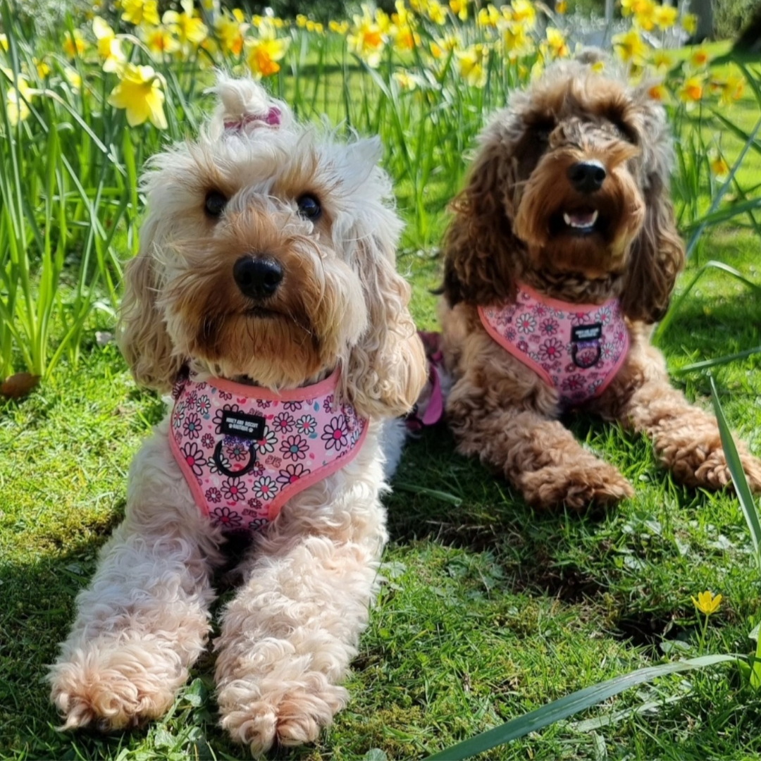 Honey and biscuit wearing pups a daisy  pink adjustable dog harness