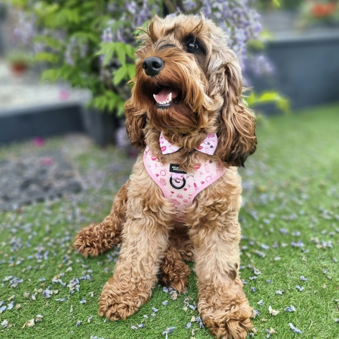Biscuit wearing girl boss adjustable dog harness in garden