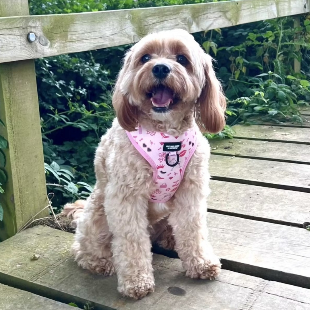 Dog Harness, Collar & Lead Bundle - Girl Boss