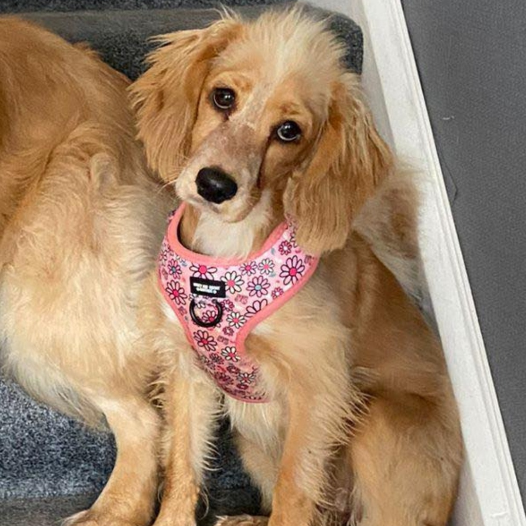 Adjustable Dog Harness Pup's A Daisy Pink