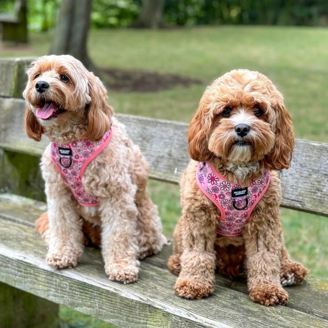 Adjustable Dog Harness Pup s A Daisy Pink