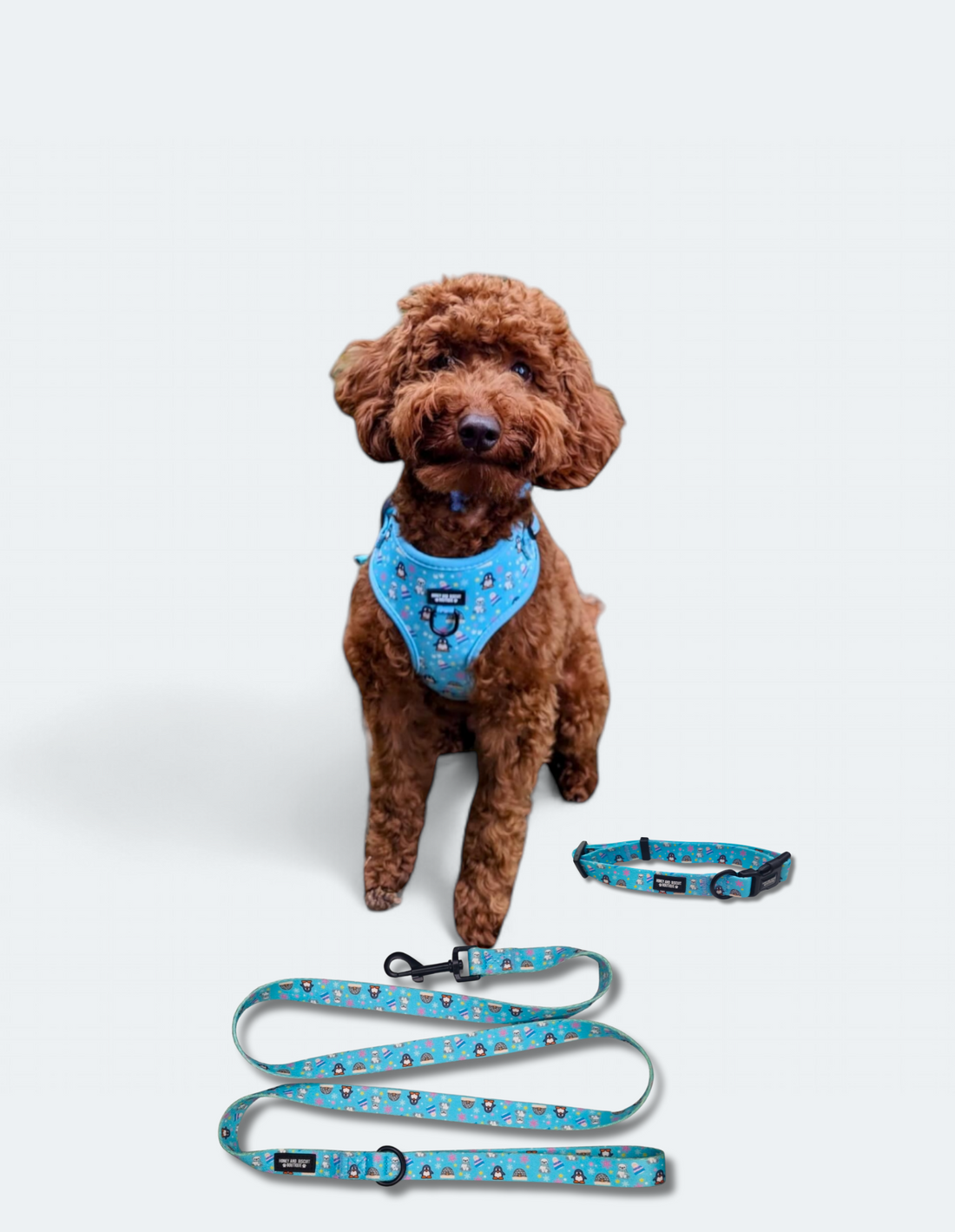 Dog Harness, Collar & Lead Bundle - Frosted Delight
