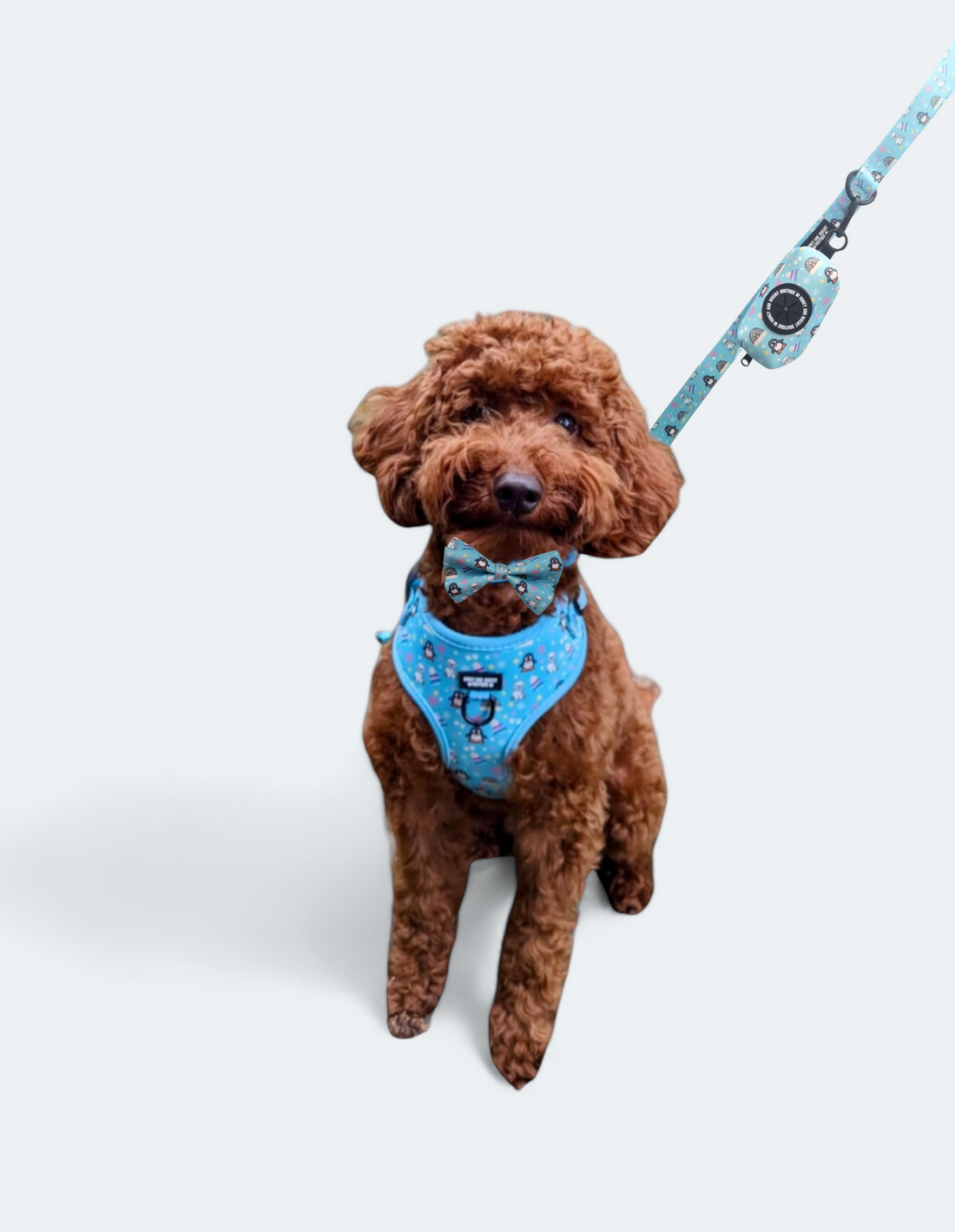 Dog Walkies Bundle - Frosted Delight