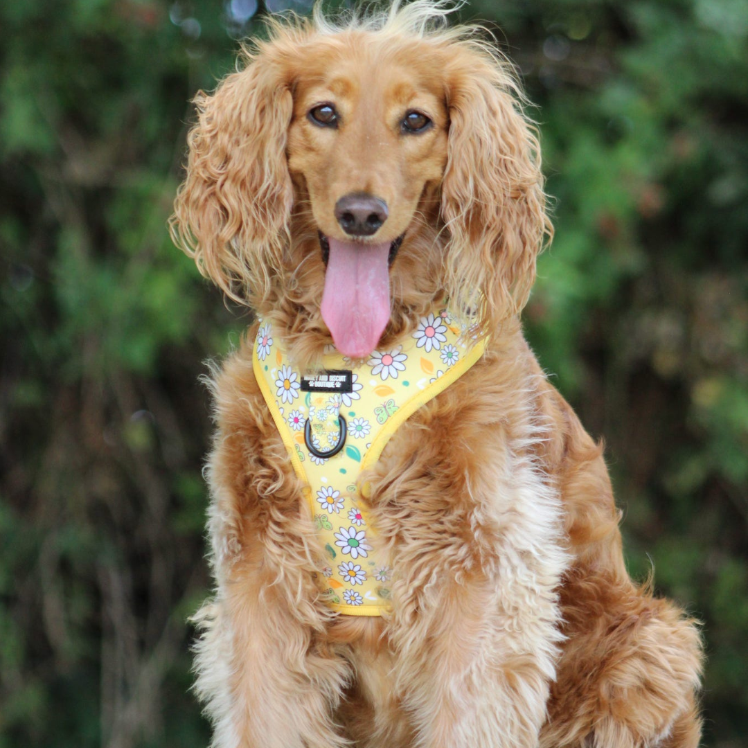 Pups A Daisy Yellow– Adjustable Floral Dog Harness for Small Dogs (No Pull)