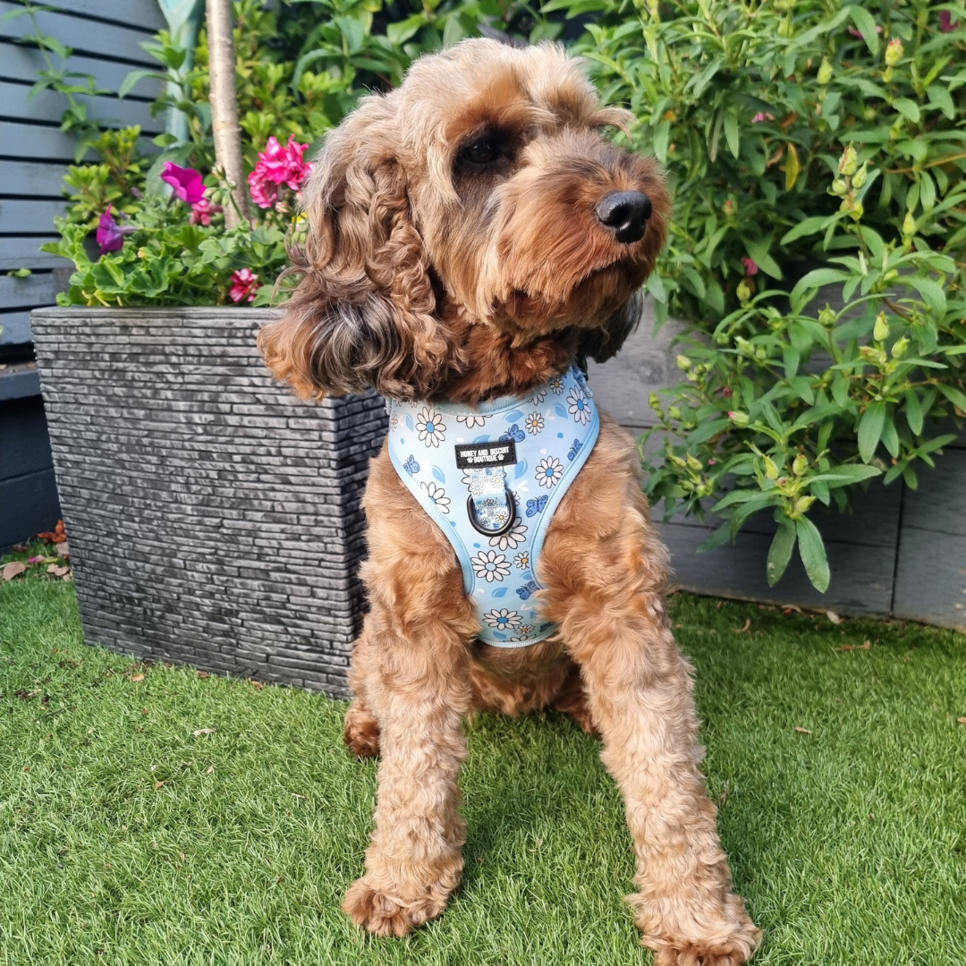 Adjustable Dog Harness Pups a Daisy Blue