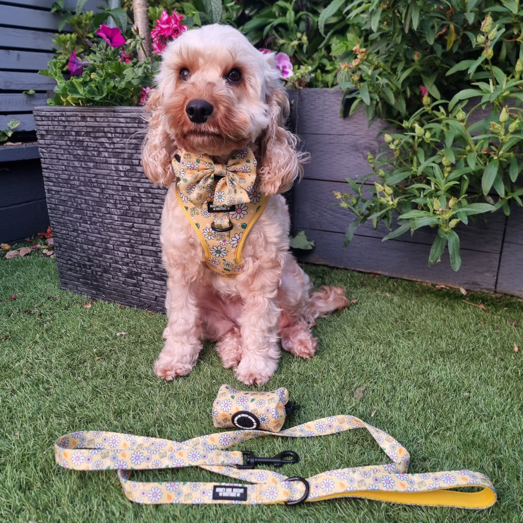 Dog Walkies Bundle - Pups A Daisy Yellow