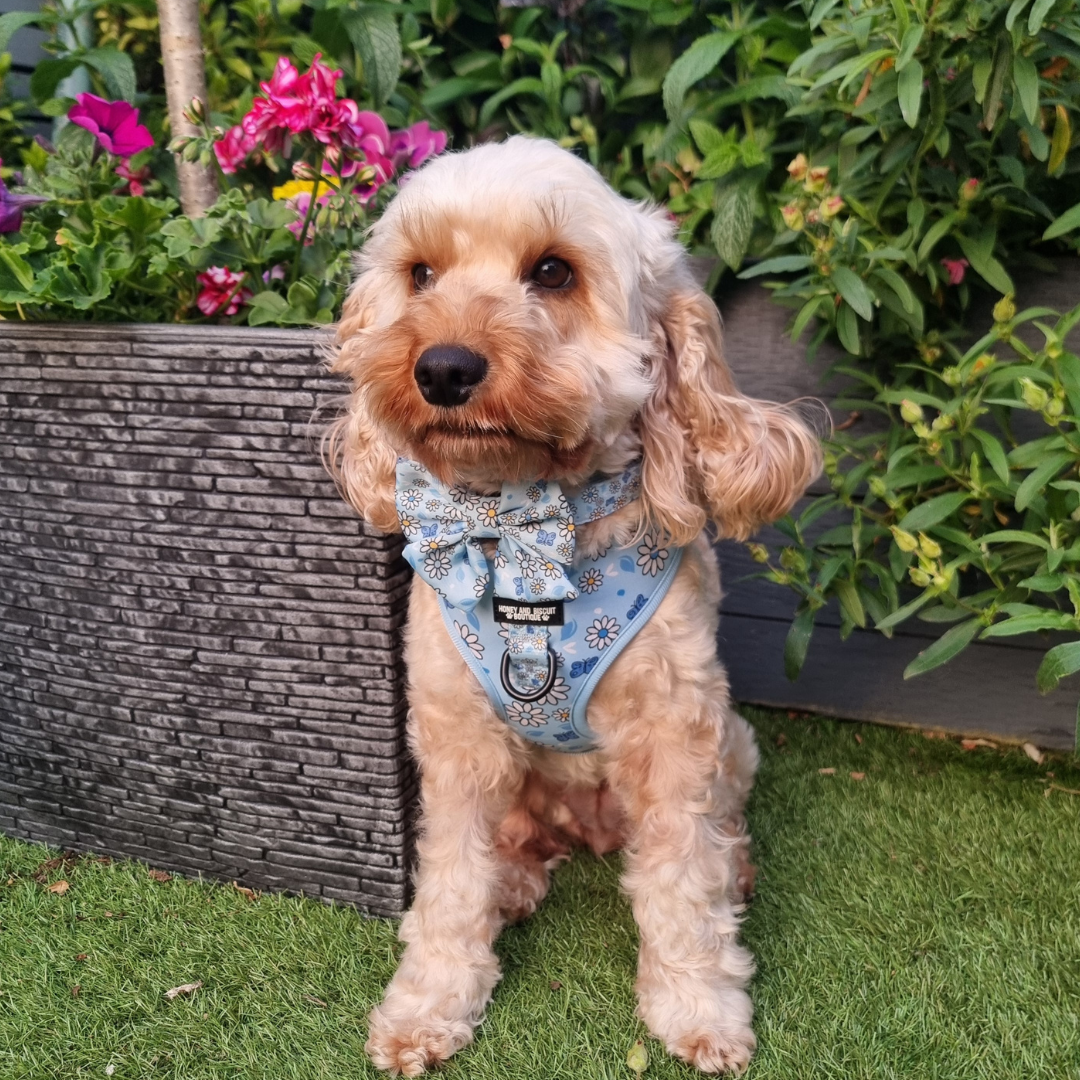 Dog Harness, Collar & Lead Bundle - Pups A Daisy Blue