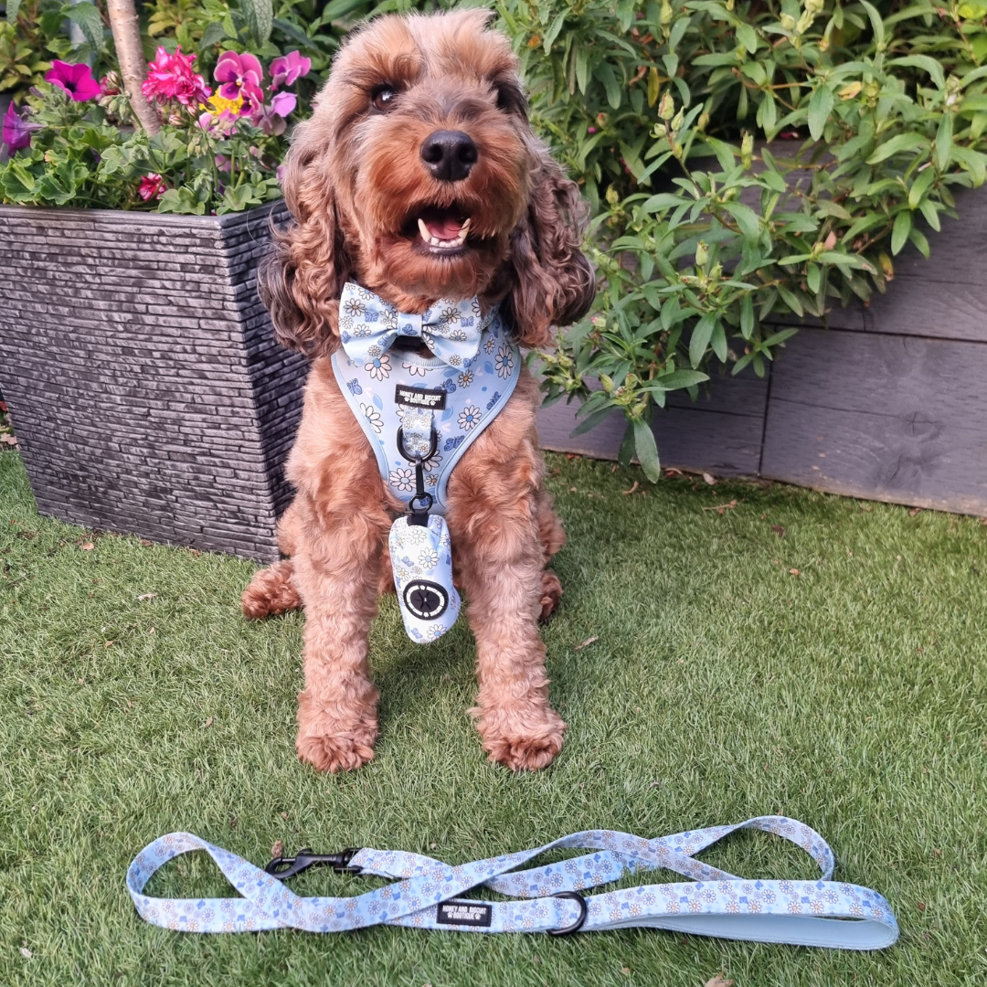 Dog Walkies Bundle - Pups A Daisy Blue