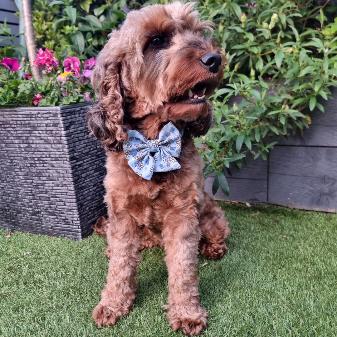 Pups A Daisy Blue Sailor Bow