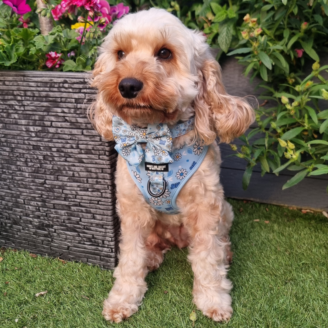 Adjustable Dog Harness Pups a Daisy Blue