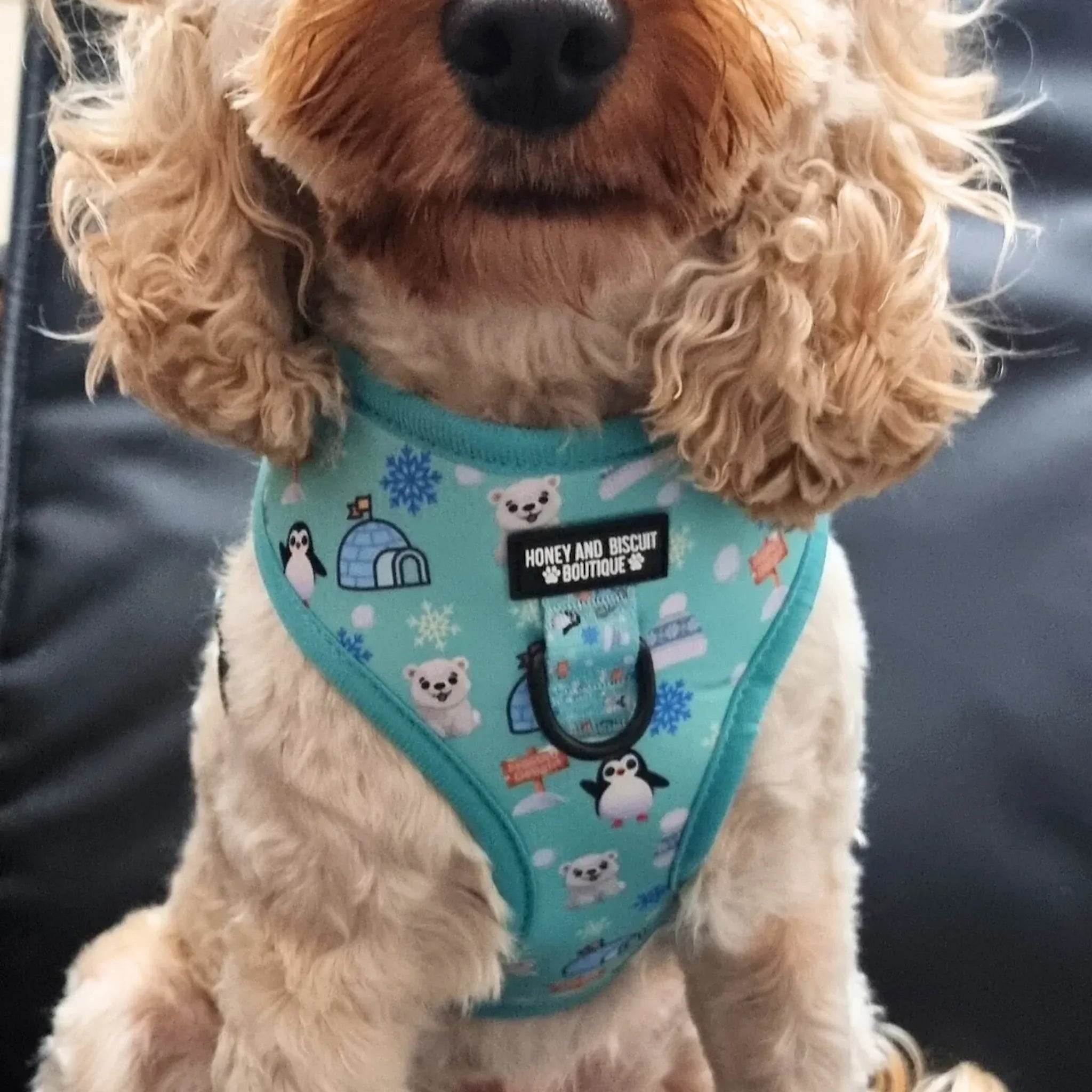 Frosted Delight, No Pull Dog Harness