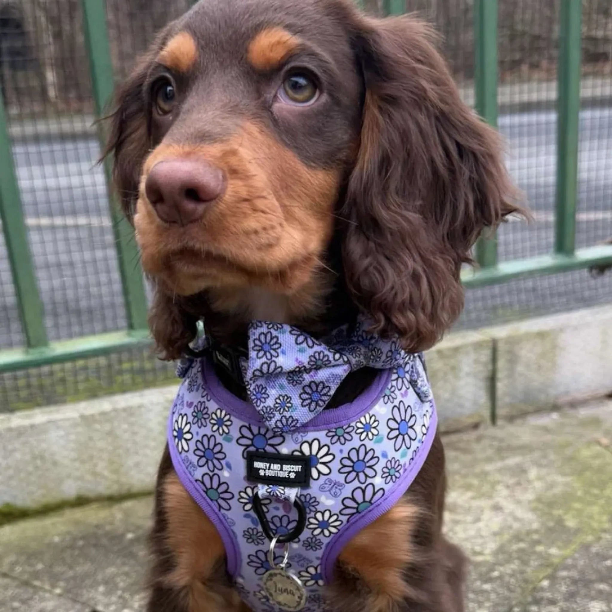 Pups A Daisy Lilac, No Pull Dog Harness