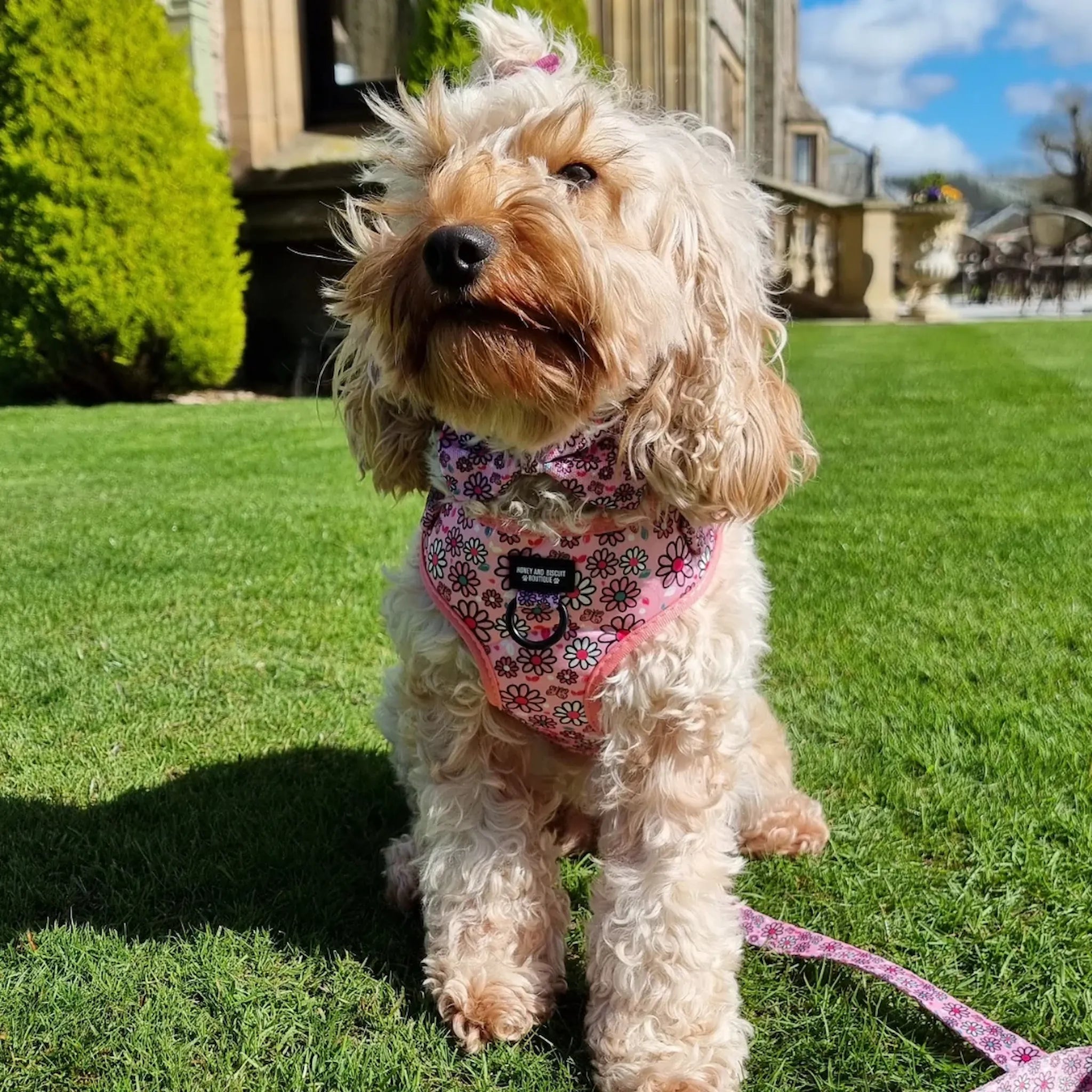 Pups A Daisy Pink, No Pull Dog Harness