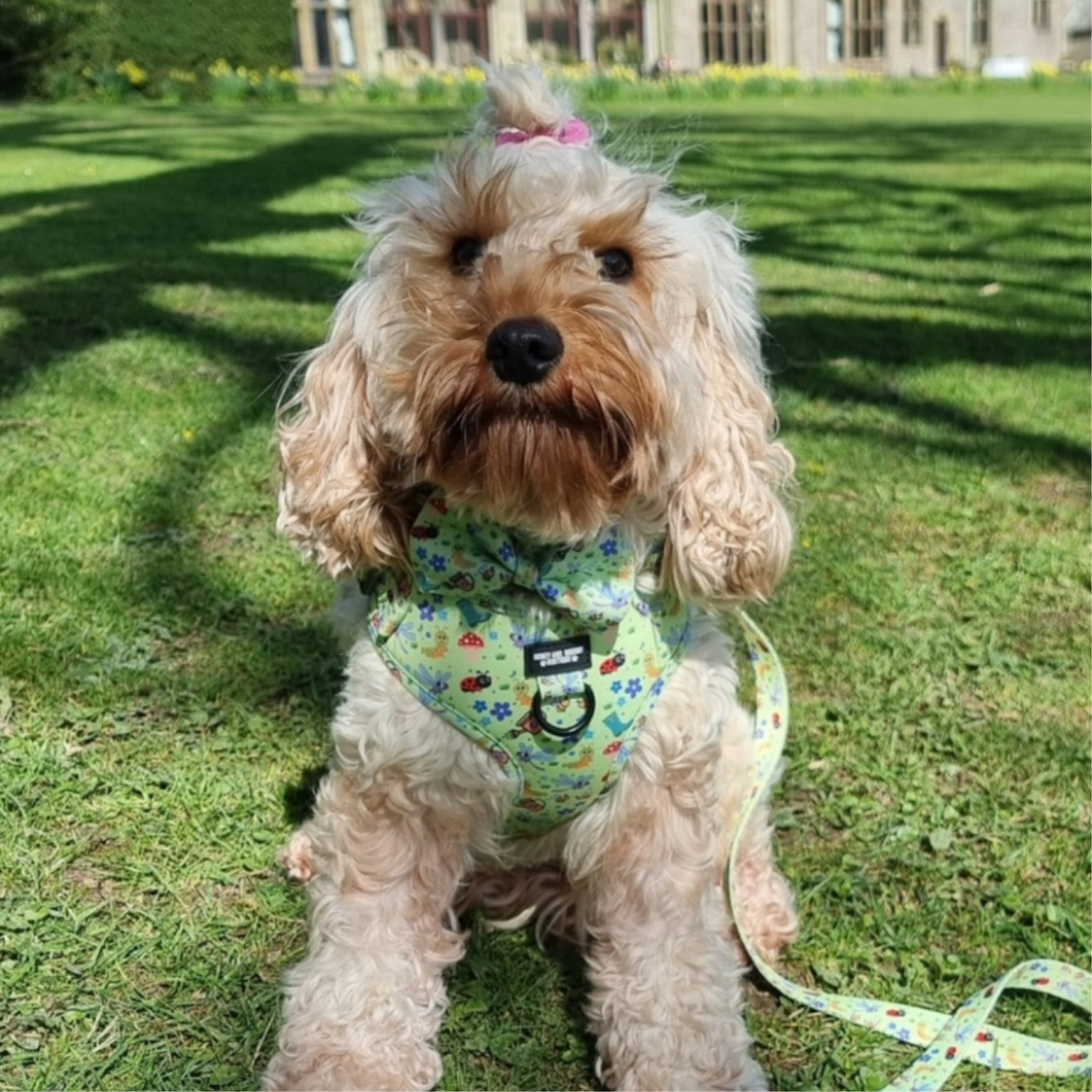 Adjustable Dog Harness Bugalicious Garden