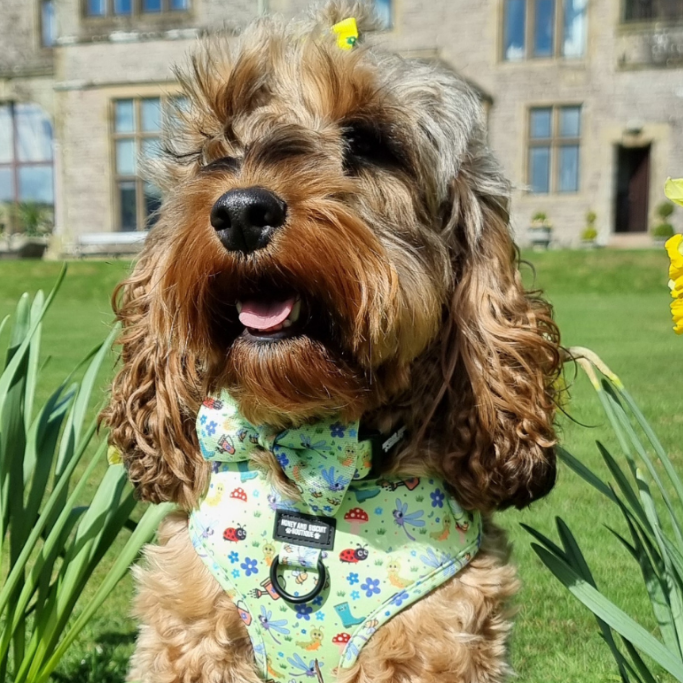 Dog Bow - Bugalicious Garden