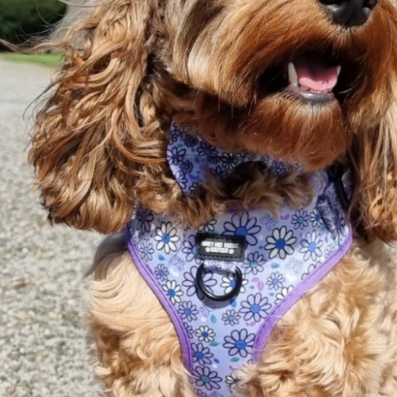 Dog Bow - Pups A Daisy Lilac