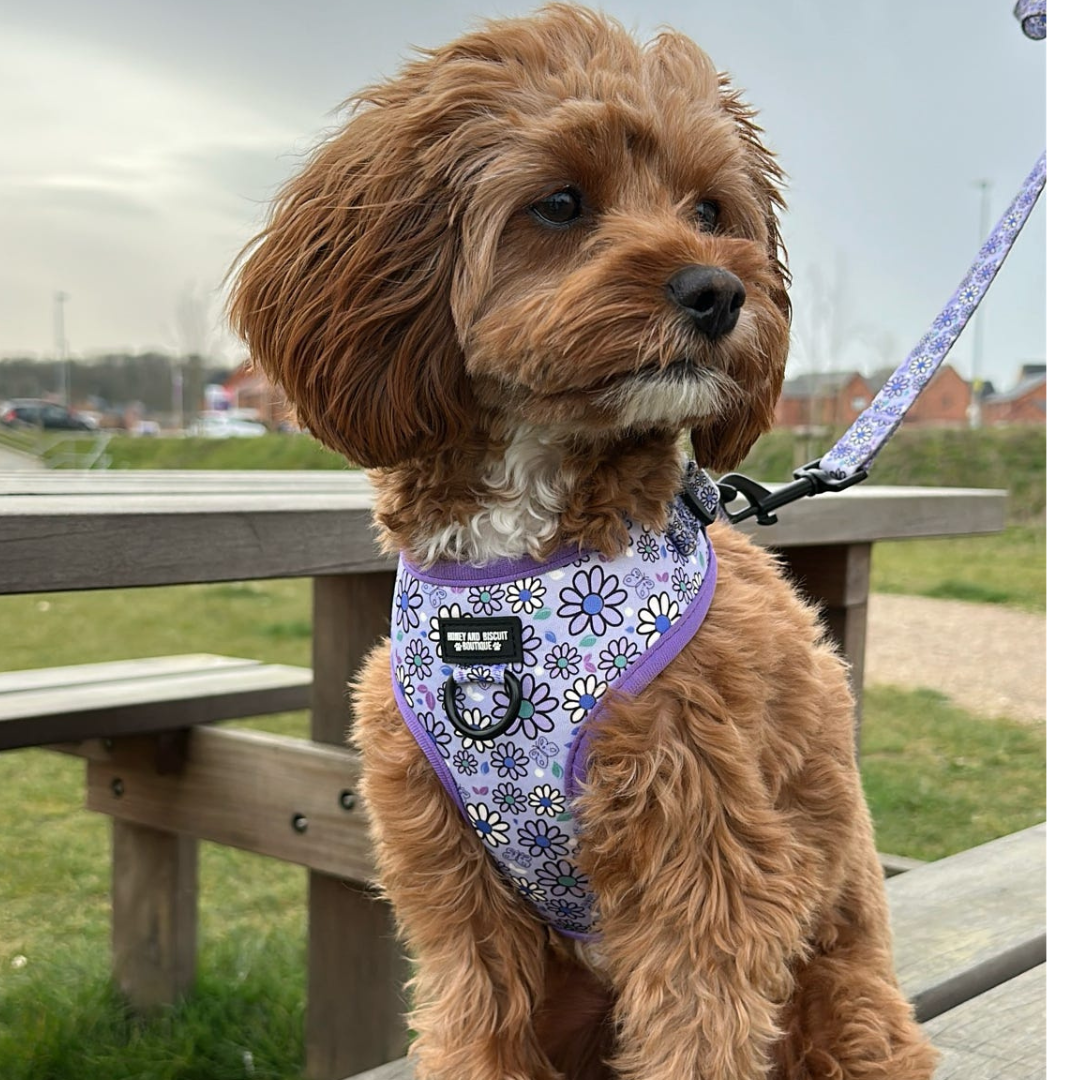 Adjustable Dog Harness Pups a Daisy Lilac