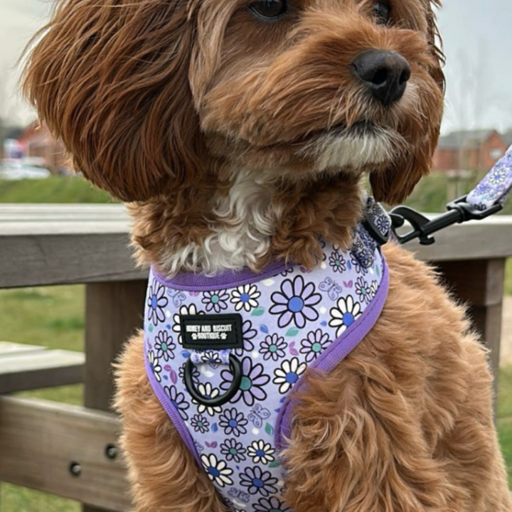 Pups A Daisy Lilac – Adjustable Floral Dog Harness for Small Dogs (No Pull)