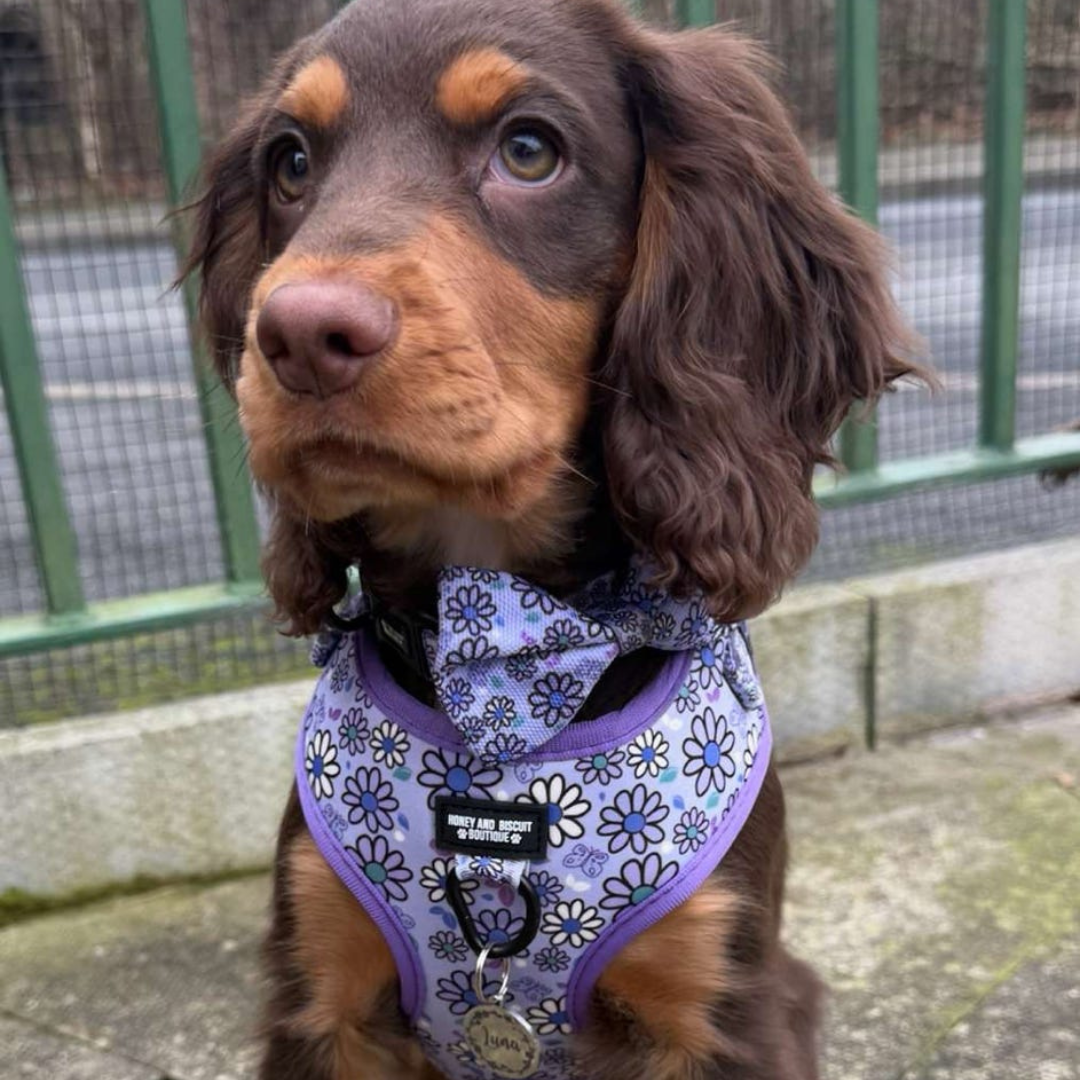 Adjustable Dog Harness Pups a Daisy Lilac