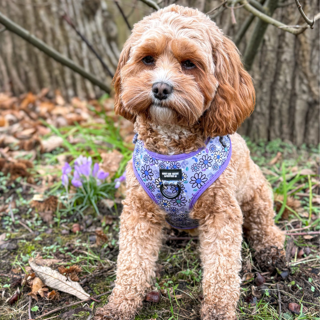 Adjustable Dog Harness Pups a Daisy Lilac