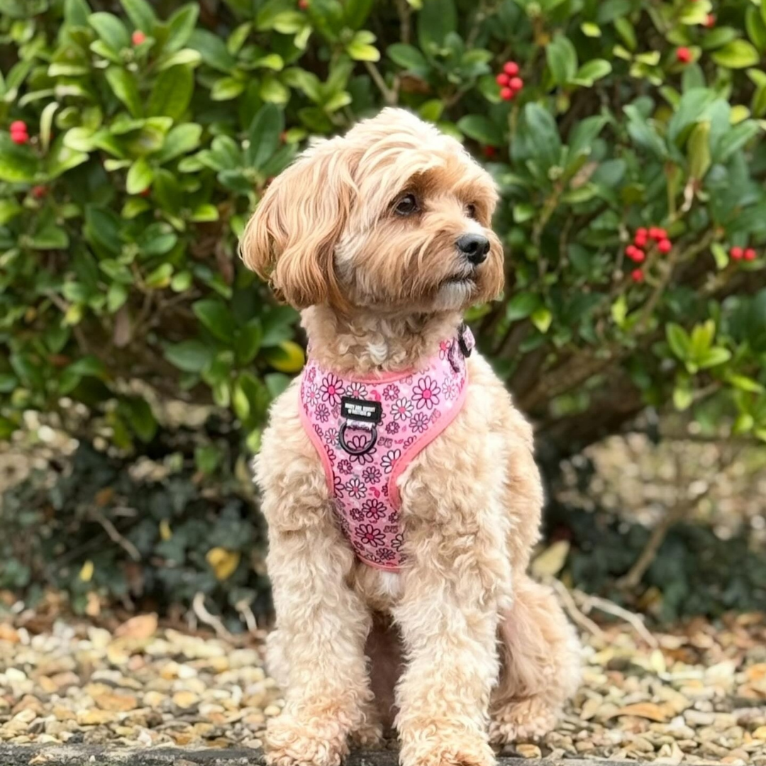 Pups A Daisy Pink – Harness, Lead & Collar Bundle for Small Dogs (3 Piece Set)