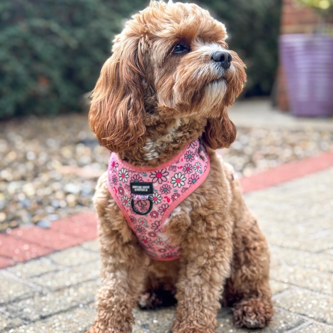 Dog Harness, Collar & Lead Bundle - Pups A Daisy Pink