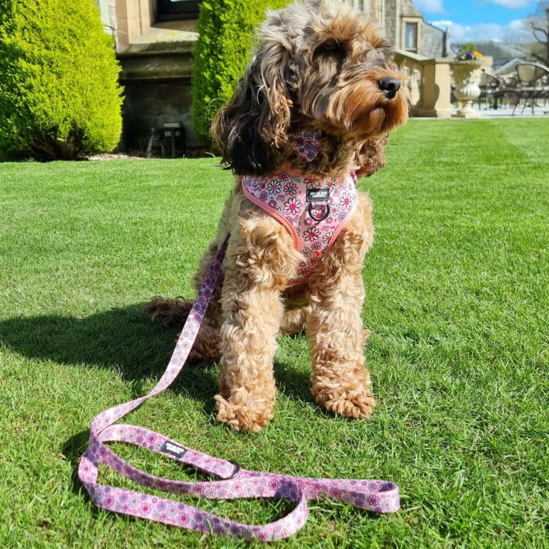 Pups A Daisy Pink – Harness, Lead & Collar Bundle for Small Dogs (3 Piece Set)