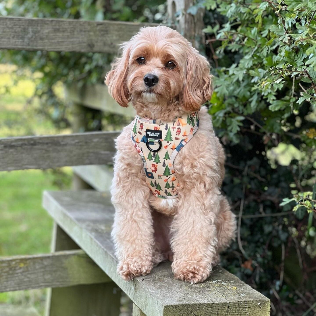 Customers dog wearing pups In the woods adjustable dog harness 
