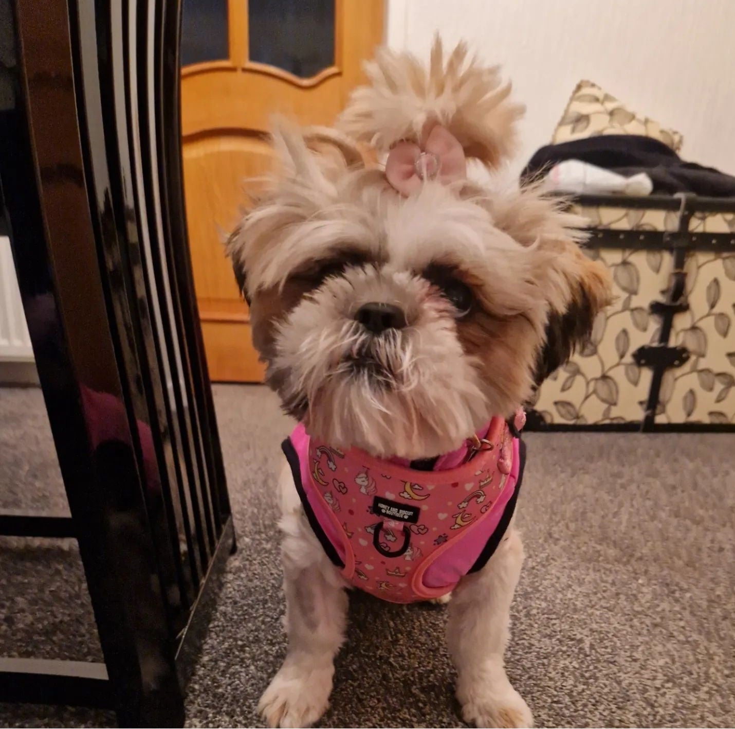 Adjustable Dog Harness Rainbow Dreams